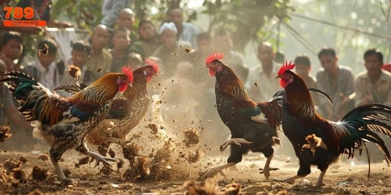 Gà nhiều cựa