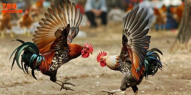Gà nhiều cựa